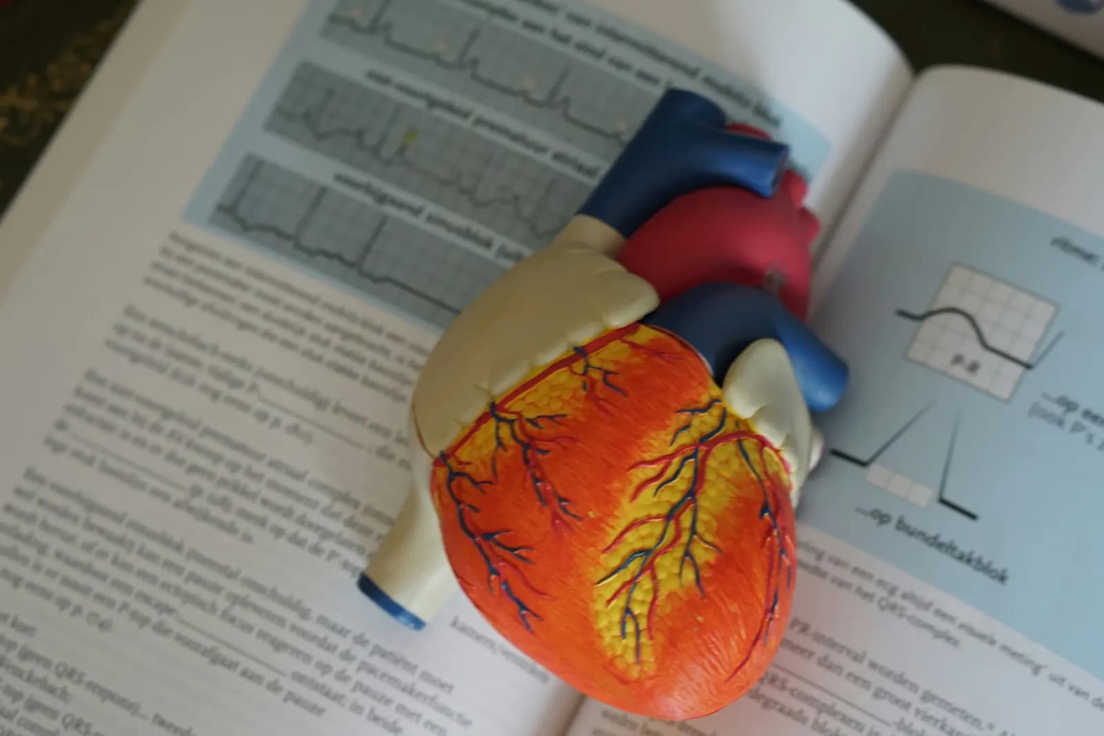 An anatomical heart model resting on an open physiology textbook with ECG diagrams